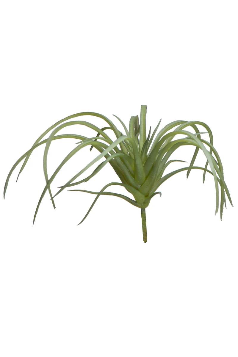 Tillandsia lXXcm grün