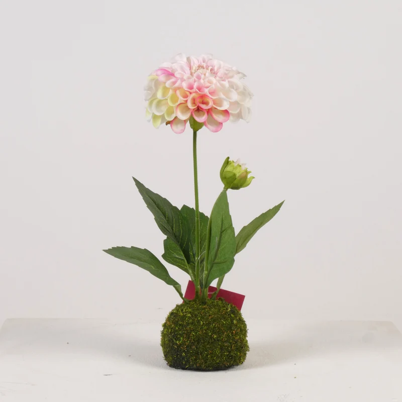 Dahlie x2 auf Moosball H27cm Weiß/Rosa