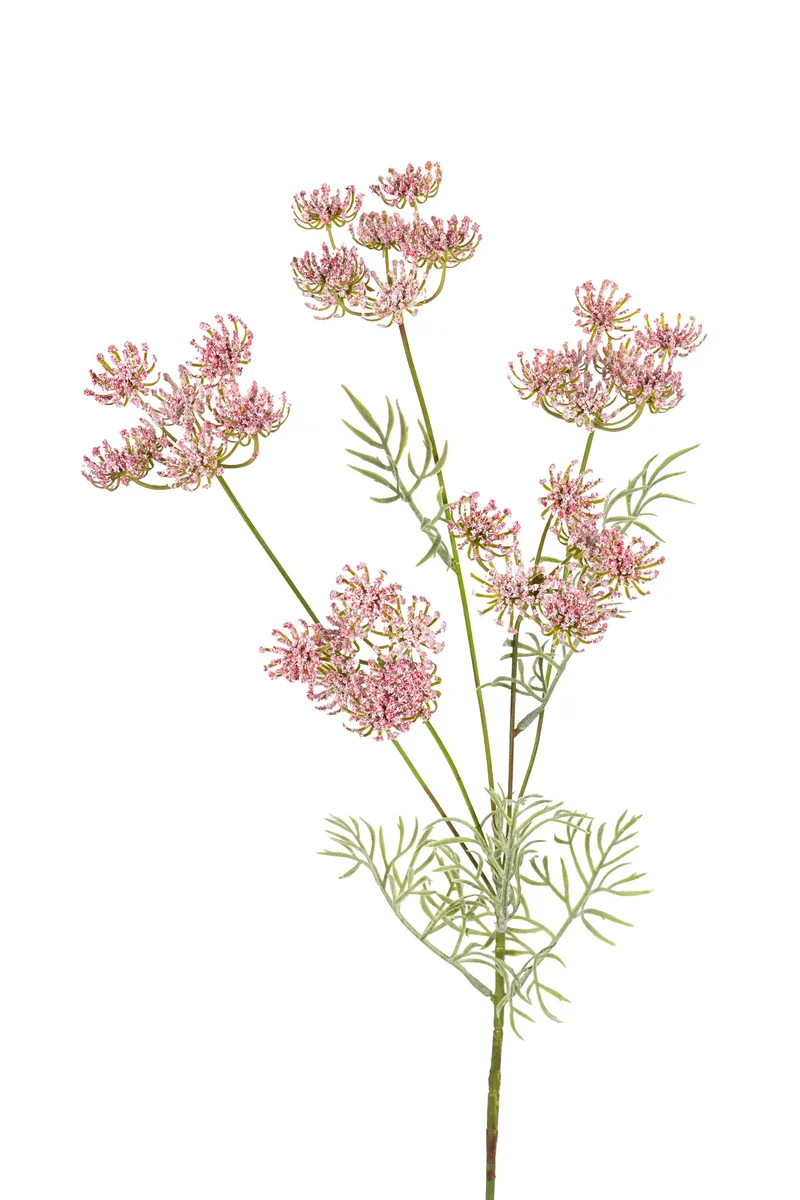 Wildkarotte 80cm rosa