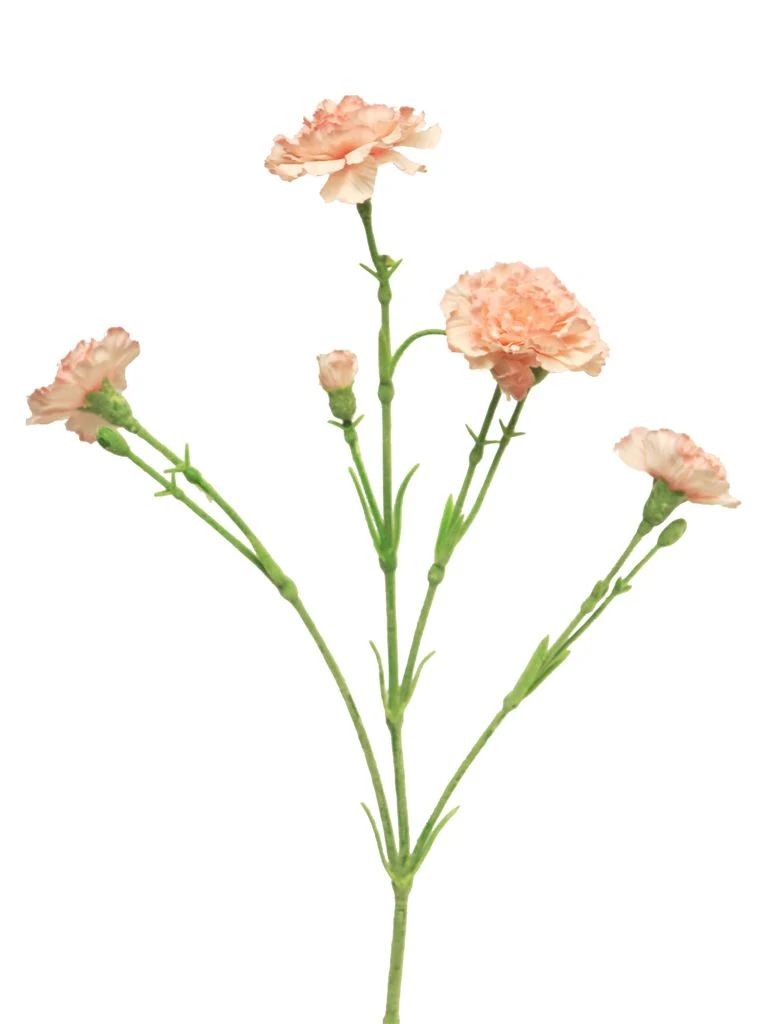 Dianthus Charly rosa 62cm