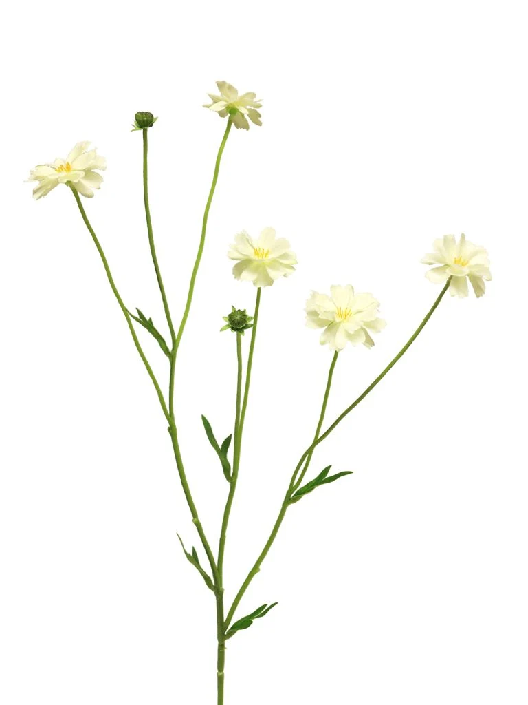 Centaurea Madelon creme 64cm