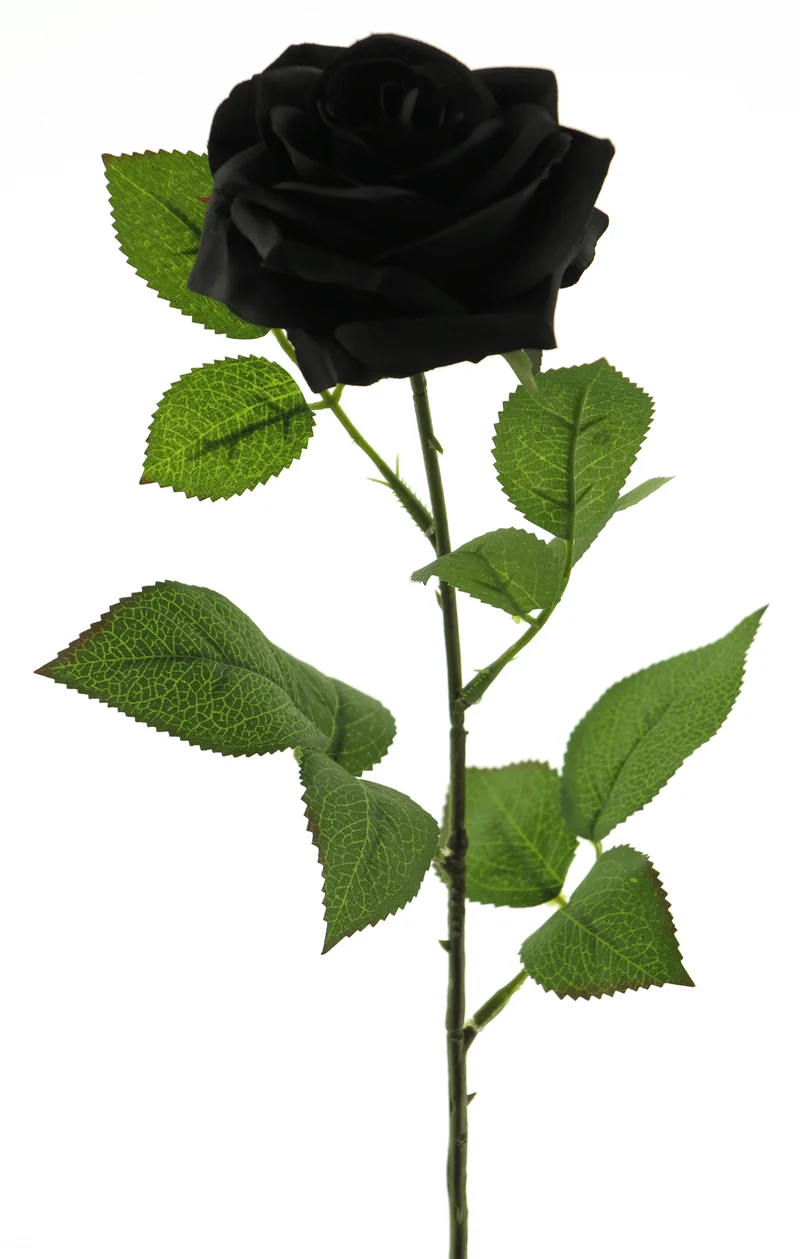 Rosa Dijon schwarz 64cm