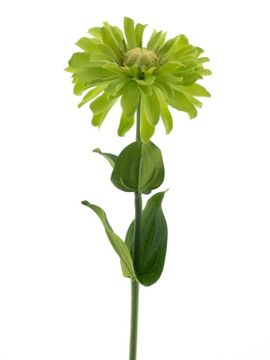 Zinnia Spray Grün 58cm