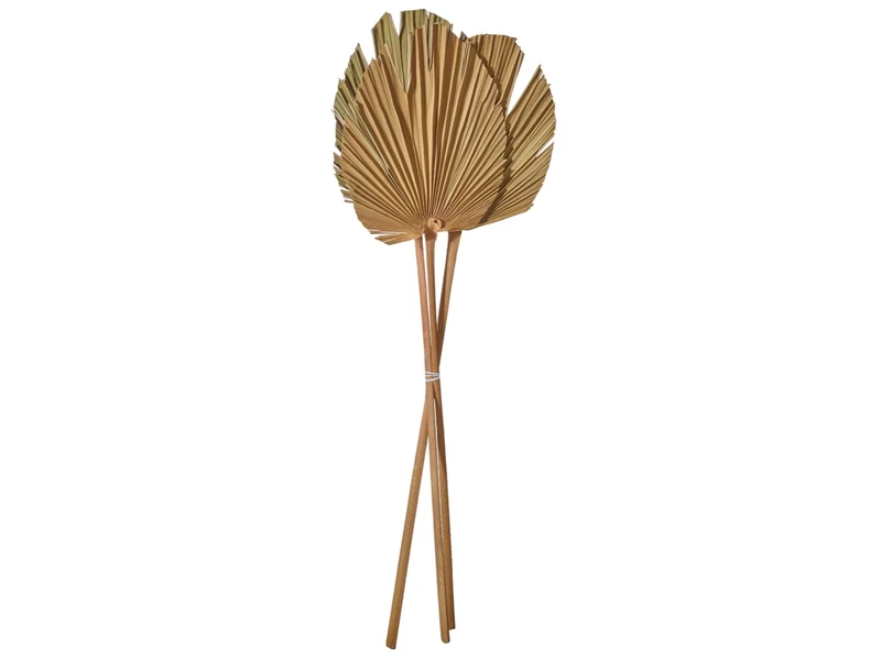 ASA Palmspeer natur 60-70 cm