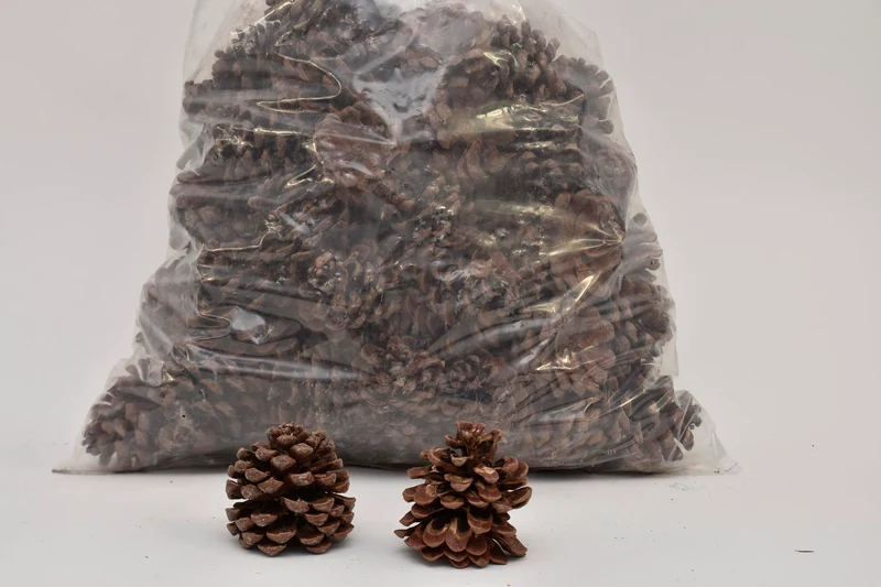 PINUS PINEA GEMISCHT NATÜRLICHES POLY/75 ST.