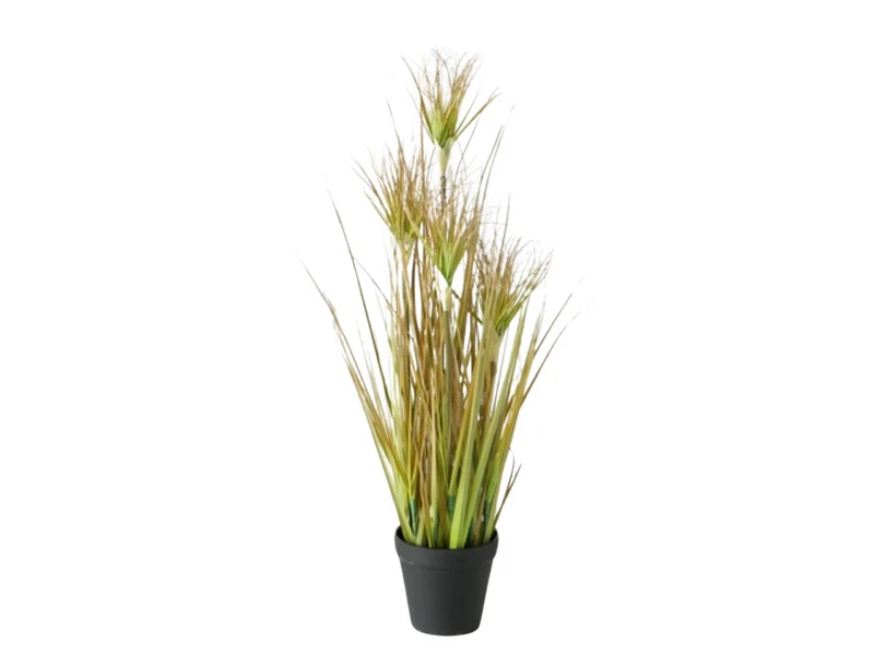 Boltze Topfplanze Zwiebelgras 98 cm