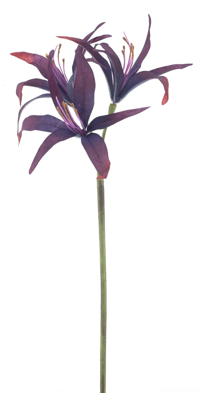 Nerine-Spray Texas Burgunder 79cm