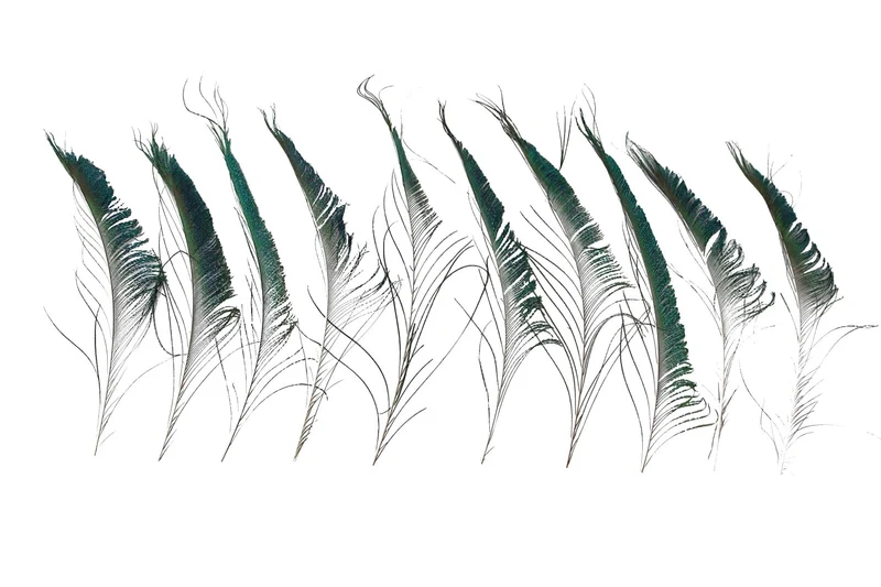 Pfauenfeder 25-30cm 10 Stück Natur