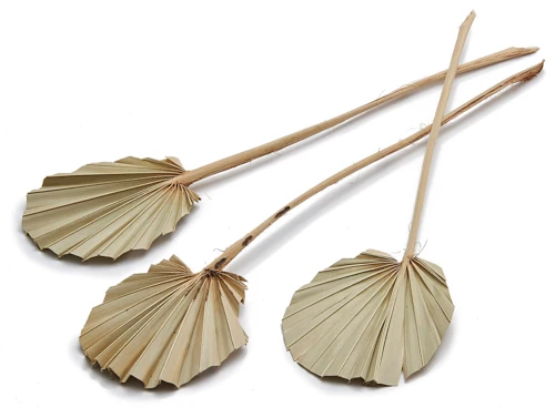 Palmspeer rund natur 10Stk