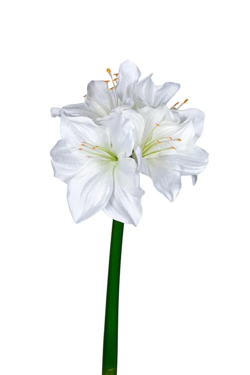 Amaryllis 40cm weiß