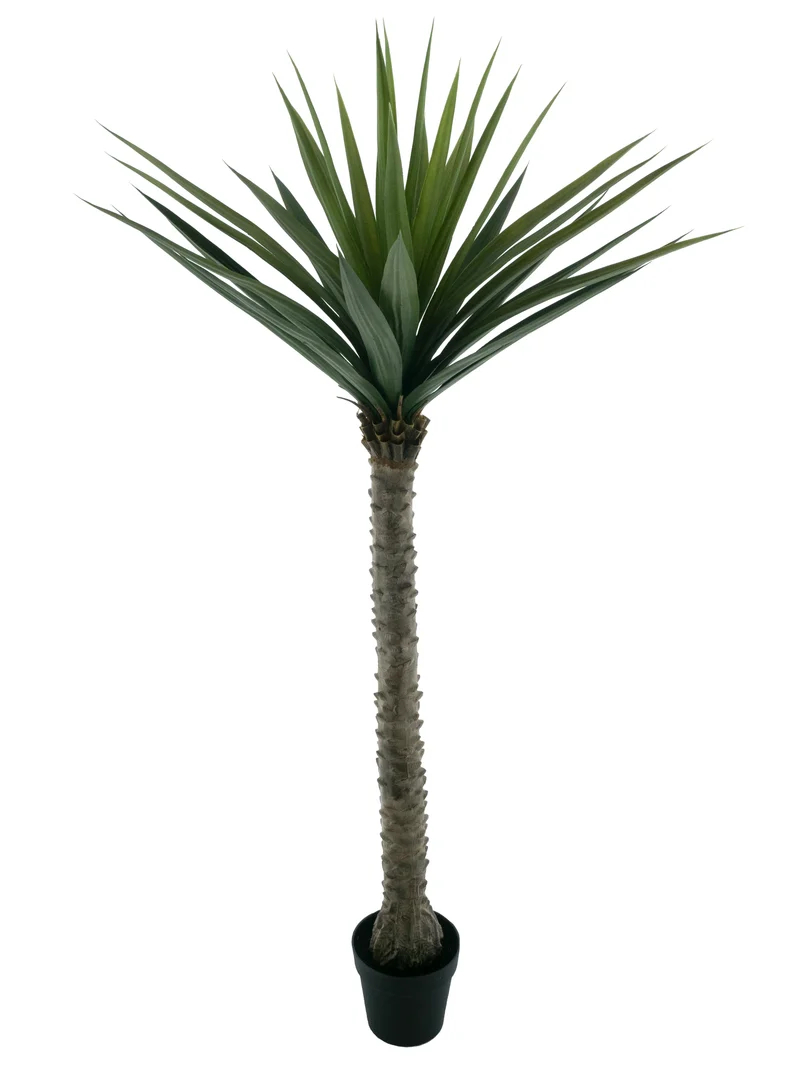 Yucca im Topf, grün, 240 cm