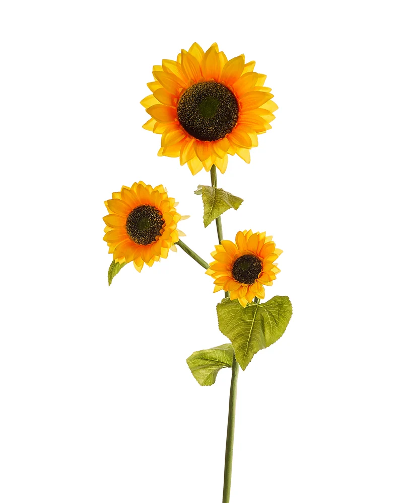 SONNENBLUMENSTAMM X 3 H 120 CM ø 25 CM