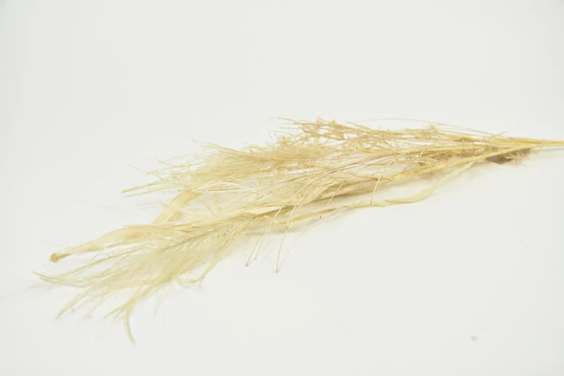 pb. Ginstergras 100 gr gelb 90-100 cm