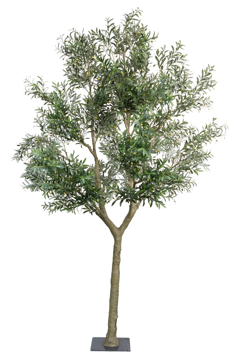 OLIVENBAUM H 350 CM