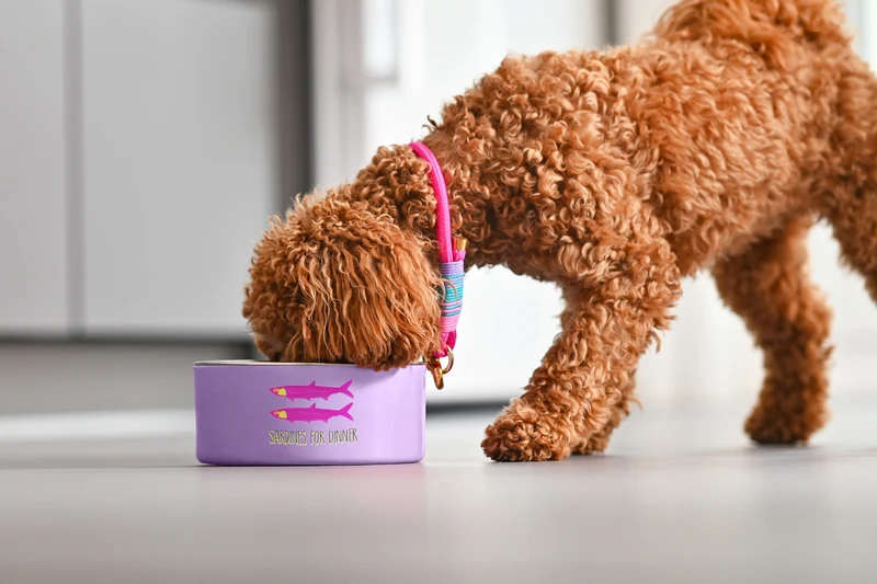 Giftcompany Love Pets Futternapf M Love türkis 20cm