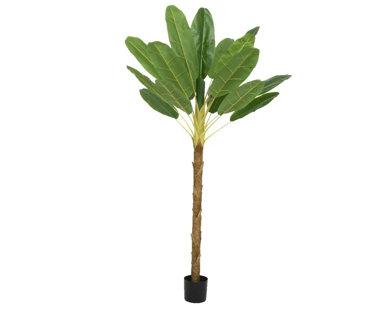 Bananenpflanze im Topf grün L.120cm x B.120cm x H.280cm
