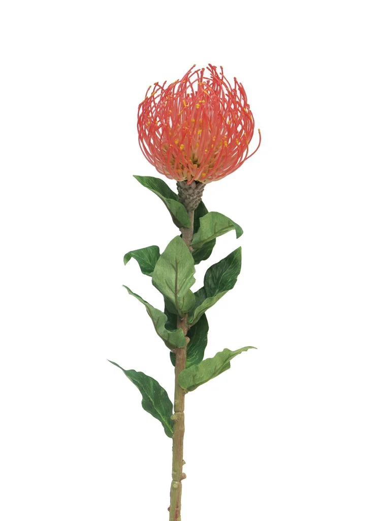 Nutans Segal rot 74cm