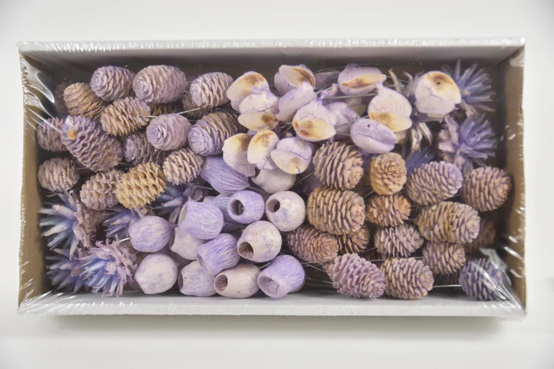 Leucadendron 10cm wr box Flieder-wash (100pcs)