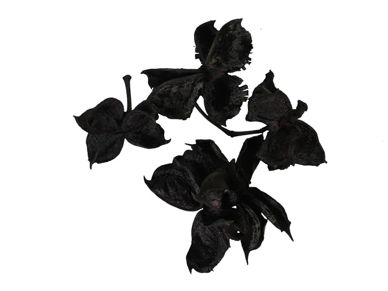 pb. Baumwollschoten schwarz 250 gr