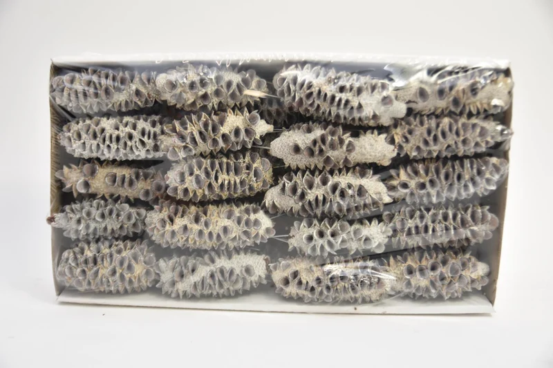 Mealy Pods 10cm Sampler weiß-waschen 35Stück