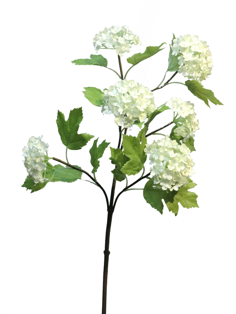 Viburnum Roseum x6 grün 60cm