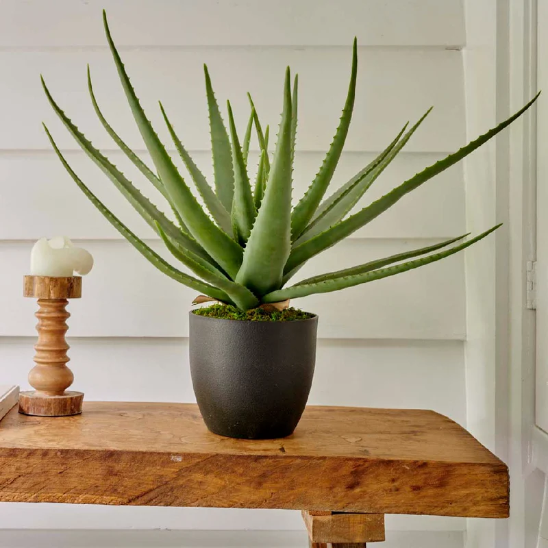 Aloe vera im Topf Plastik grün H67cm T40cm