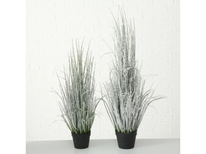 Boltze Gras im Topf 88 cm (1 Stück)