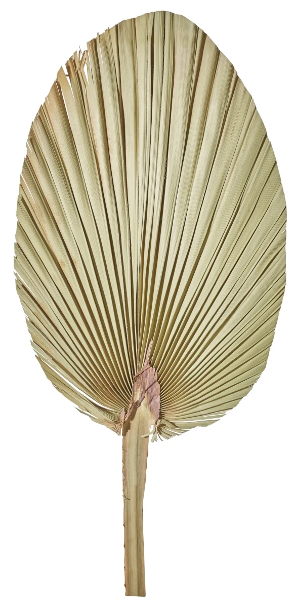 ASA Palmblatt natur 60-70 cm