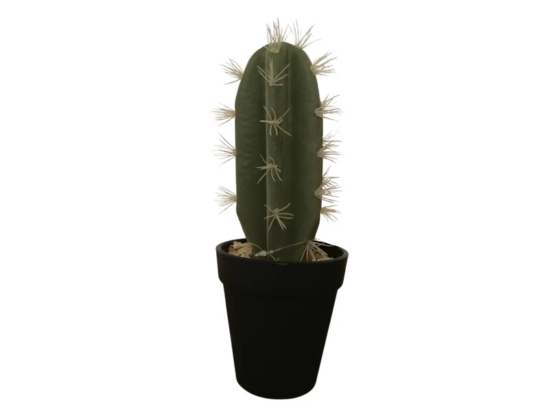 ASA Kaktus indische Feige im Topf 26 cm